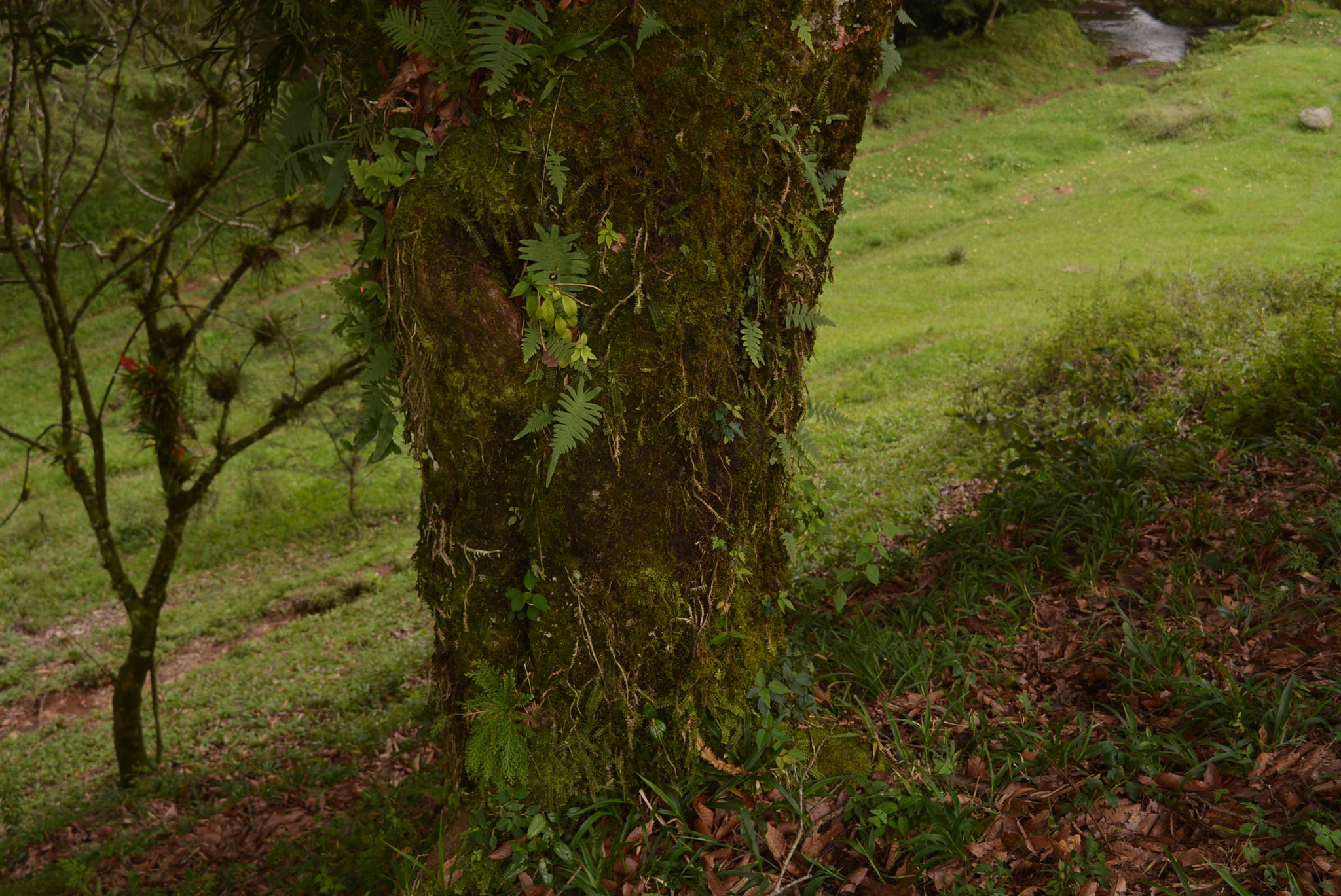 Quercus xalapensis